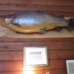 15,5 kg 2003 (henger utstoppet på Hotel Dalen)