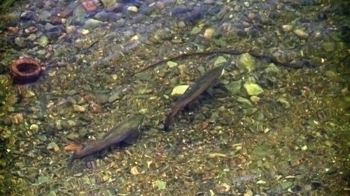 To grove Bandakaurer på gytefeltet